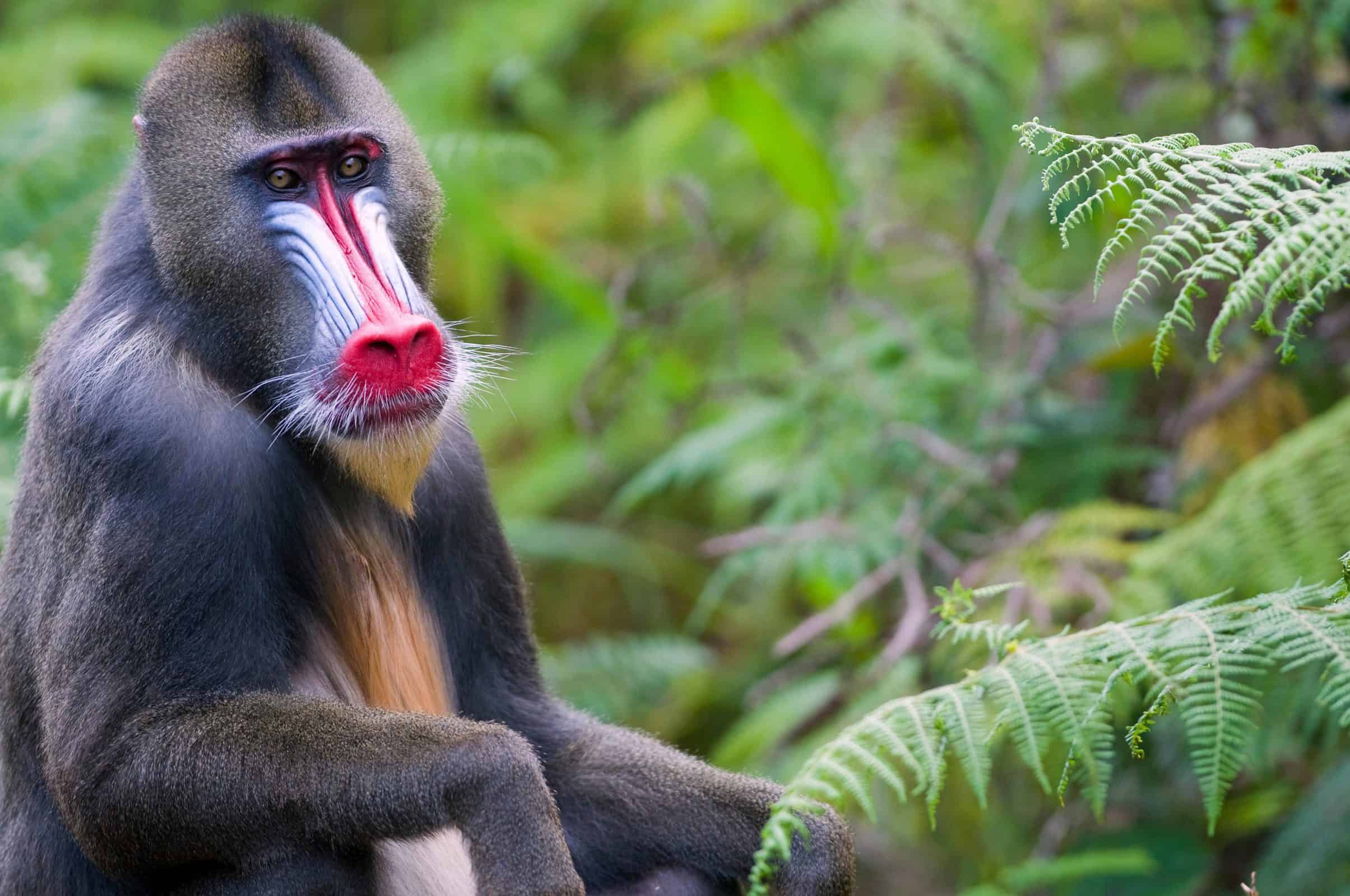Lope's baboons