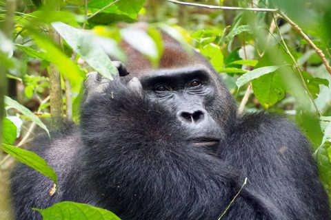 Best place to see gorillas in Africa