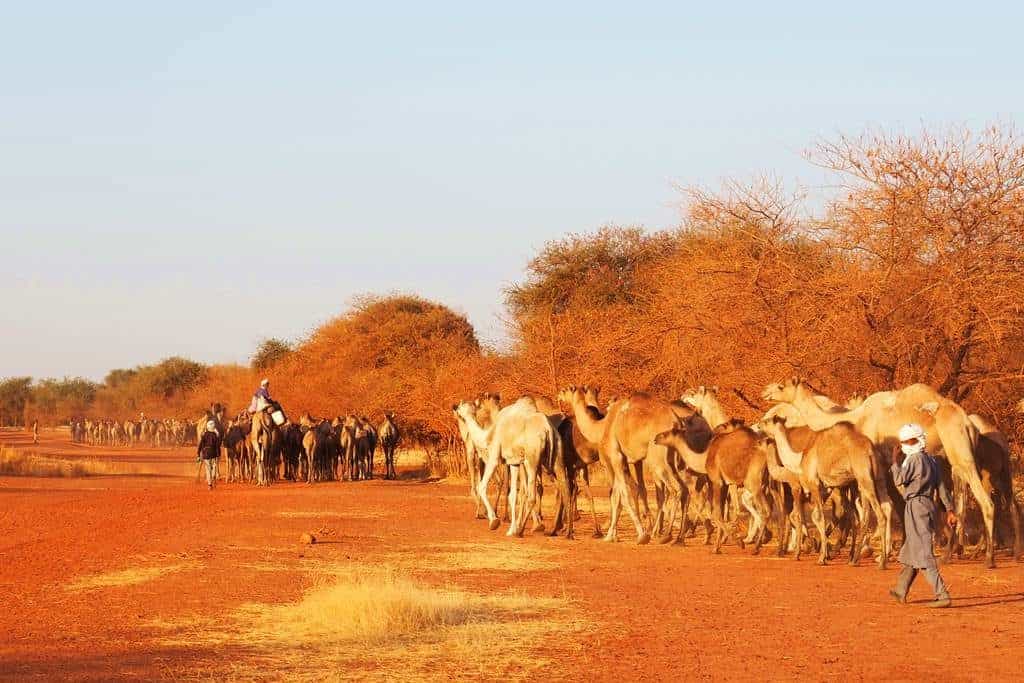 Tours in Chad