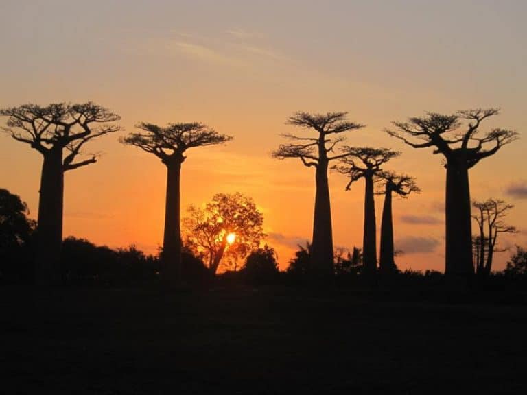 Leyendas y mitos Baobab, África